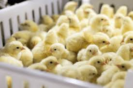 Broiler Poultry Farm in Hyderabad